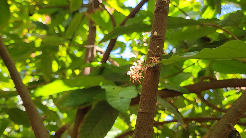 Tiny cacao flowers on a branch under the canopy