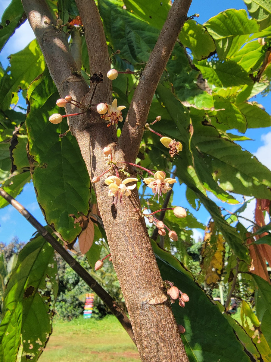 Cacao flowers and buds growing directly from the trunk on Kauaʻi