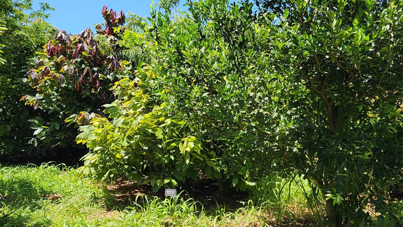 Cacao trees growing in a sunny Kauaʻi garden