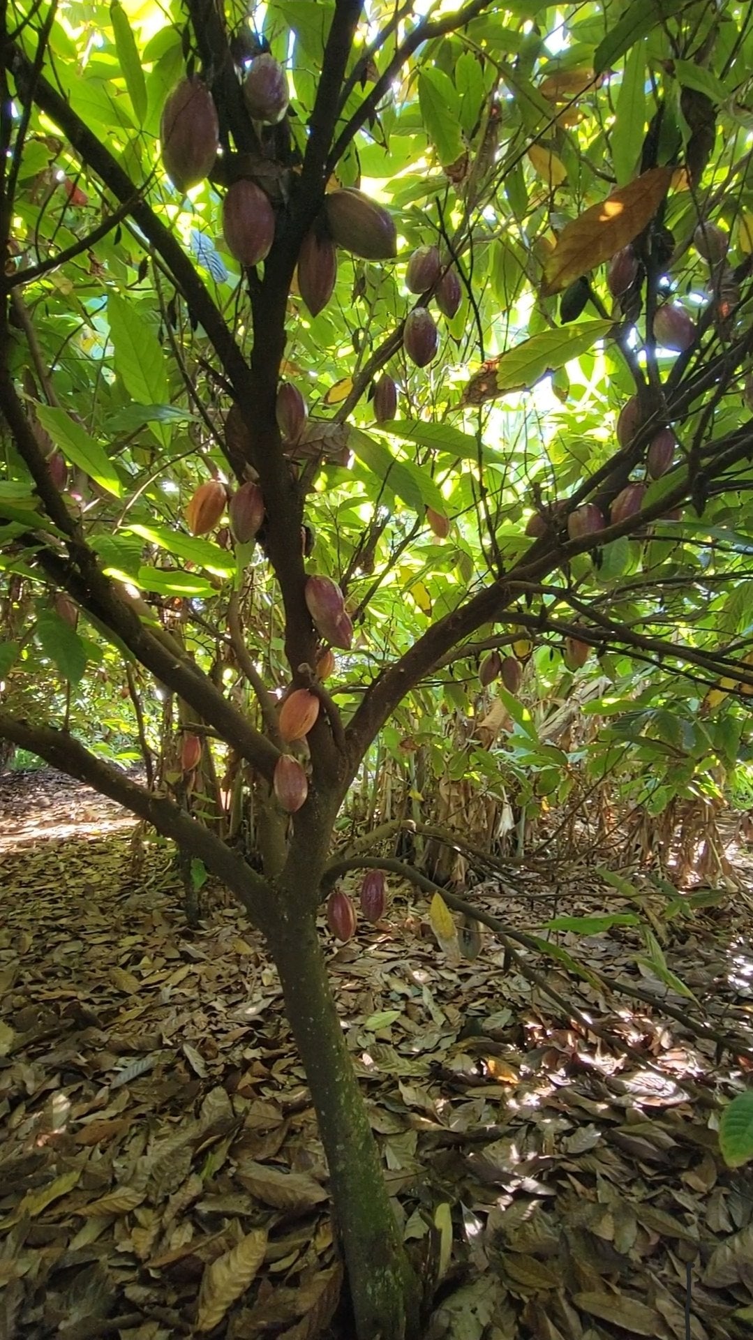 Looking up into a cacao tree full of pods