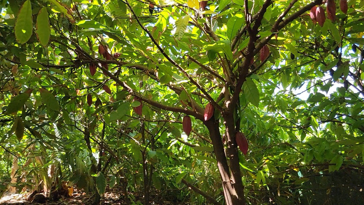 Cacao tree canopy with ripening red pods