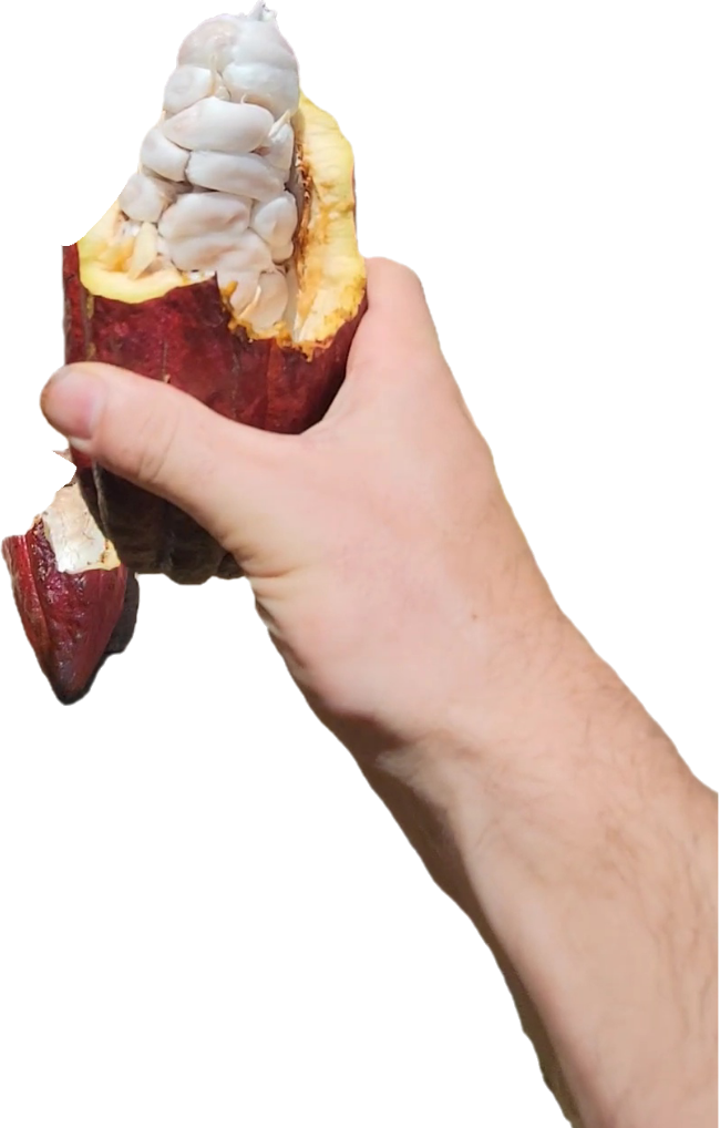 Hand holding an opened cacao pod showing white mucilage-covered seeds