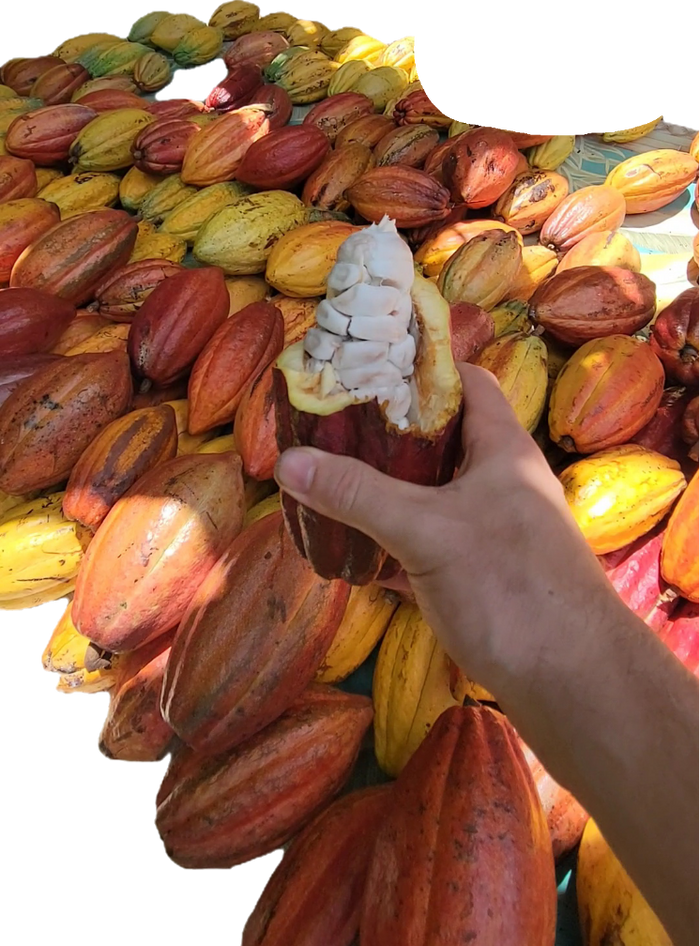 Hand holding an opened cacao pod above a pile of colorful pods