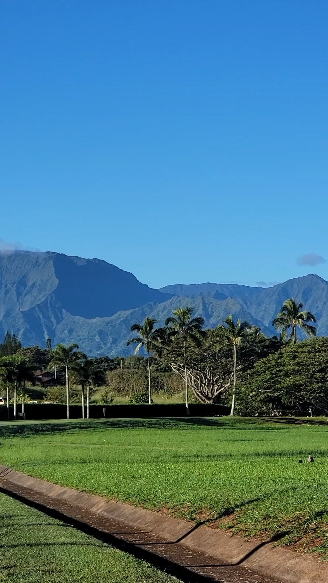 Kauaʻi mountains and palm trees under a blue sky