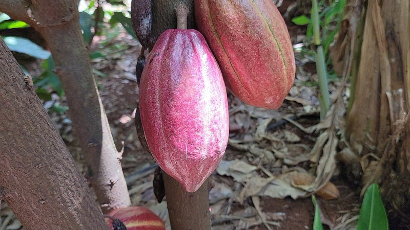 Bright pink cacao pod hanging from the trunk