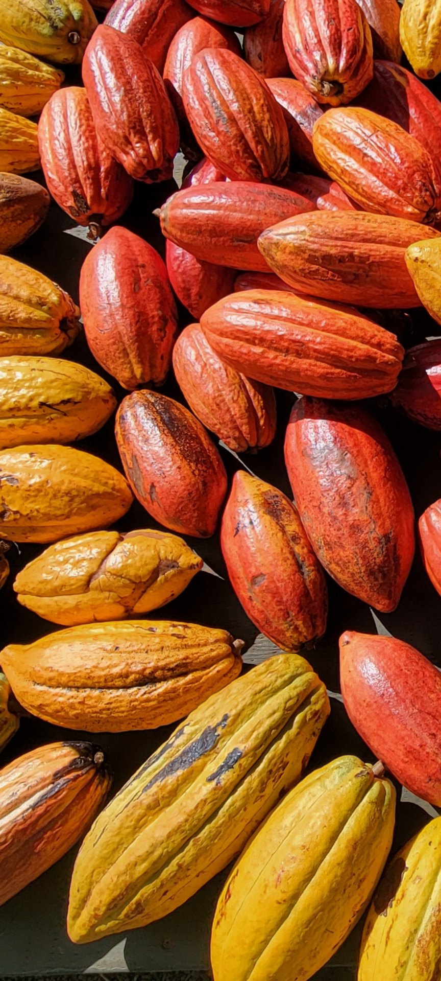 Colorful red, orange and yellow cacao pods from above