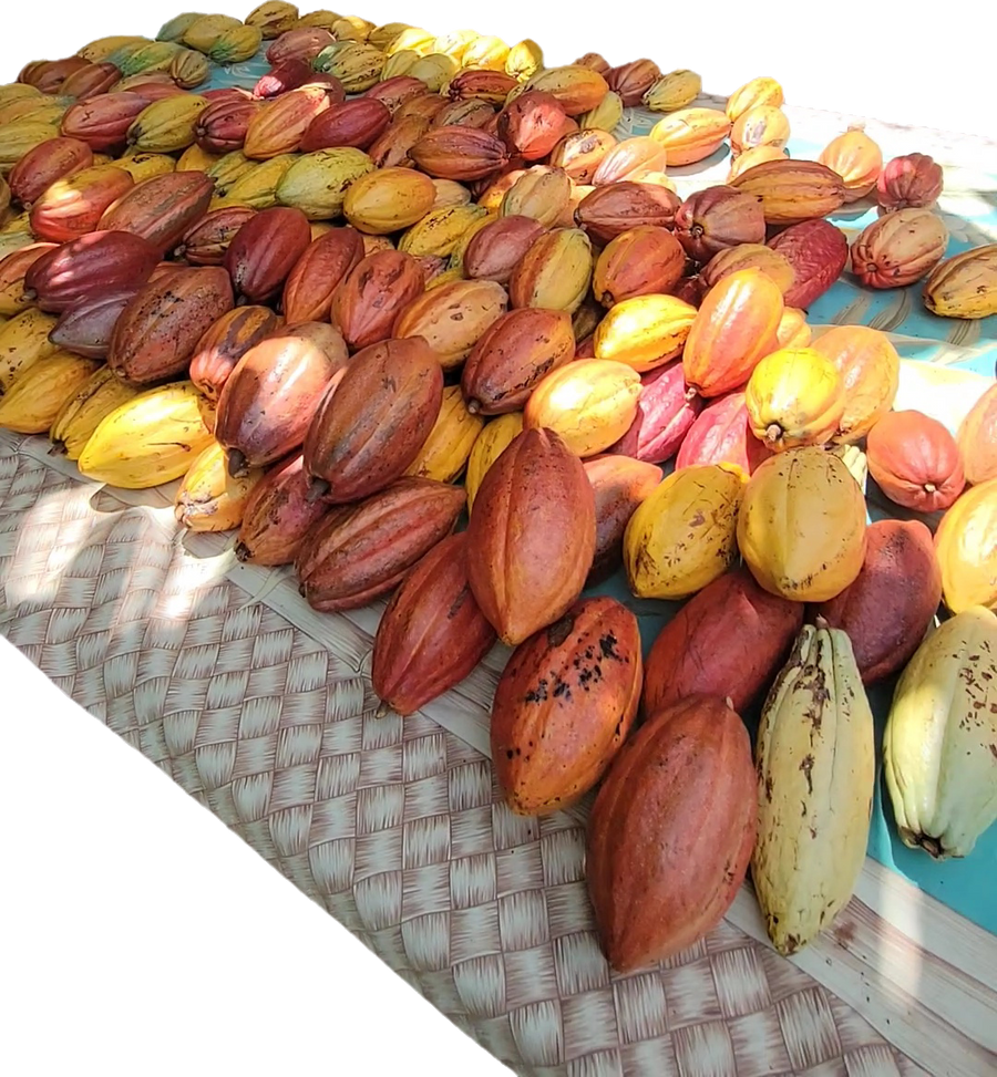 Freshly harvested red, orange and yellow cacao pods on a woven mat