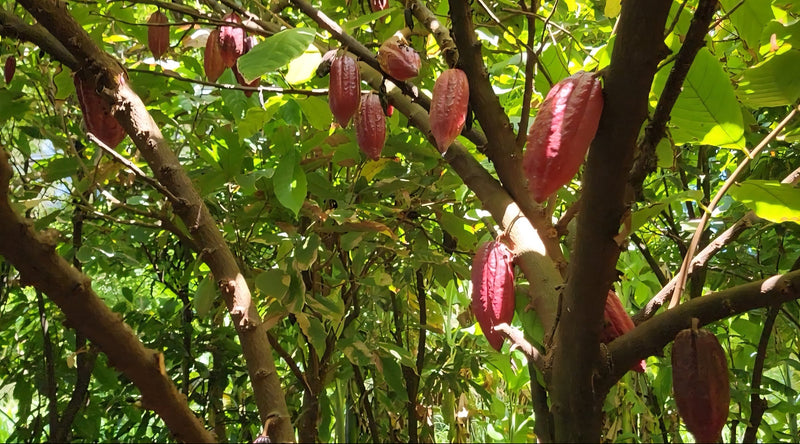 Cacao tree heavy with red pods