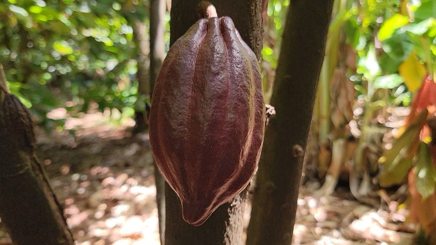 Deep purple cacao pod on the tree