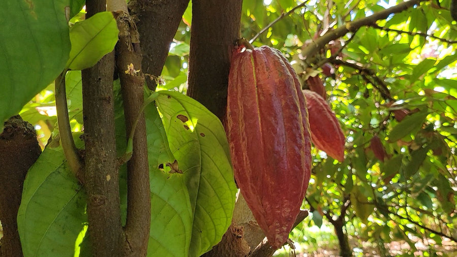 Red cacao pod ripening on the tree
